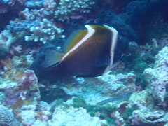 Heniochus varius