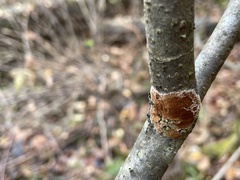 Peniophora incarnata