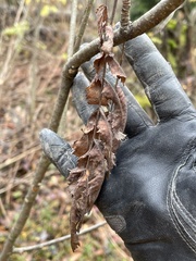 Peniophora incarnata