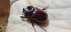 Phyllognathus excavatus
