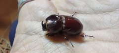 Phyllognathus excavatus