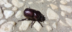 Phyllognathus excavatus