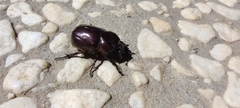 Phyllognathus excavatus