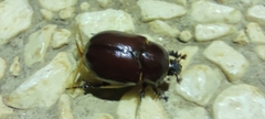 Phyllognathus excavatus