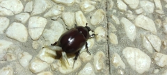Phyllognathus excavatus
