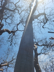 Givotia madagascariensis