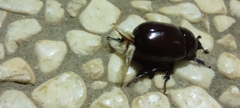 Phyllognathus excavatus
