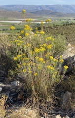 Euryops tenuissimus
