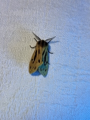 Ardices curvata
