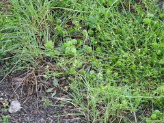 Medicago orbicularis