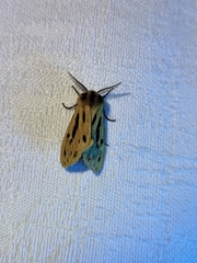 Ardices curvata