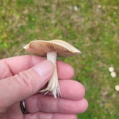 Clitocybe rivulosa