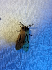Ardices curvata