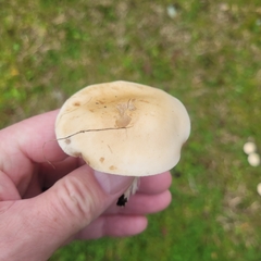 Clitocybe rivulosa