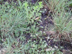 Dactylis glomerata hispanica