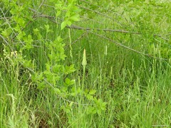 Dactylis glomerata hispanica