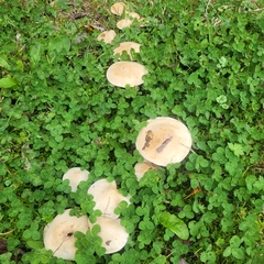 Clitocybe rivulosa