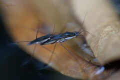 Limnogonus