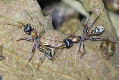Myrmecia nigrocincta