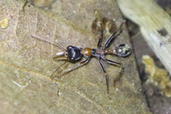 Myrmecia nigrocincta