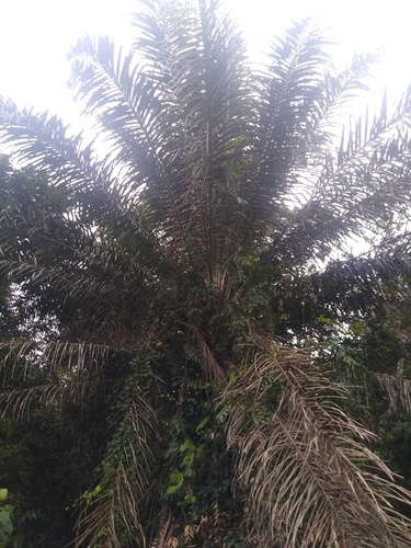 Elaeis guineensis image