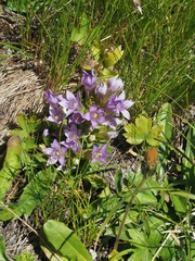 Gentianella ramosa
