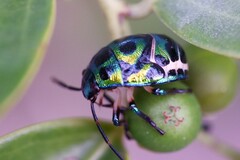 Chrysocoris stollii