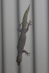 Oedura tryoni