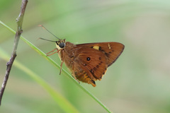 Trapezites symmomus