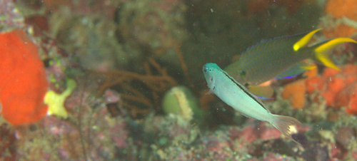 Yellowtail Fangblenny — seen at this dive site