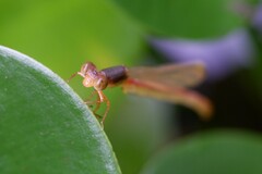 Ceriagrion auranticum