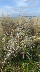 Artemisia absinthium