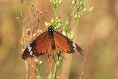 Danaus chrysippus orientis