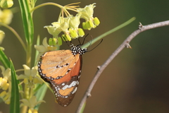 Danaus chrysippus orientis