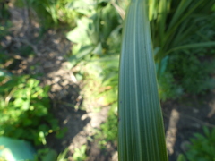 Austroderia richardii