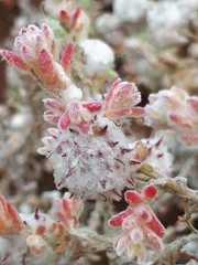 Dissocarpus paradoxus