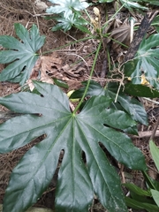 Fatsia japonica