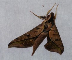 Xylophanes cyrene