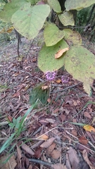 Allium thunbergii