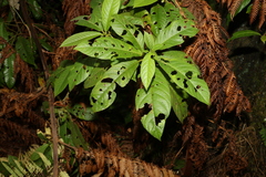 Saurauia andreana