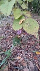 Allium thunbergii