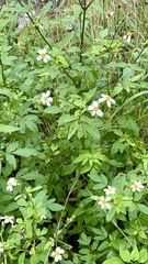 Bidens alba