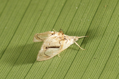 Glaphyriinae