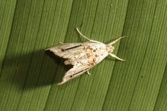 Glaphyriinae