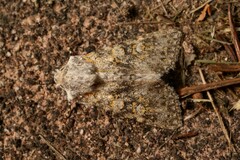 Polymixis xanthomista