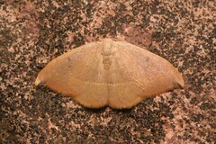 Watsonalla uncinula