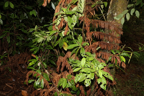 Image of Saurauia Andreana (Saurauia andreana) by (c) Greg Tasney, some rights reserved (CC BY-SA)