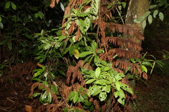 Saurauia andreana