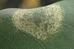 Macrosaccus robiniella