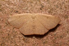 Cyclophora puppillaria